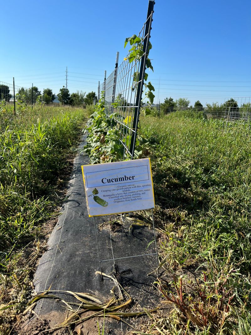 cucumber-with-cover-crops-in-the-pathways-b.jpg