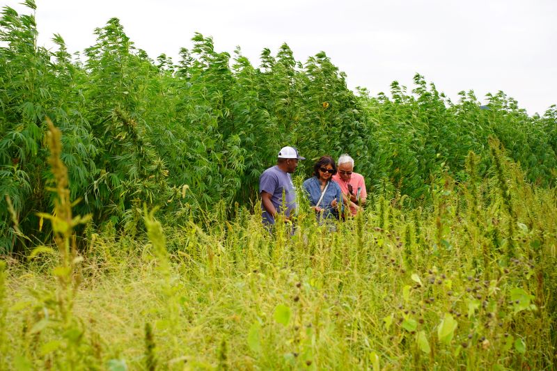 hemp-field-day-3-800.jpg