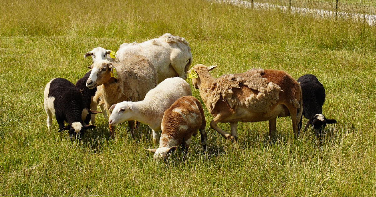 Lincoln University of Missouri is hosting a small ruminant meat workshop on Saturday, November 18 in Spanish and English.