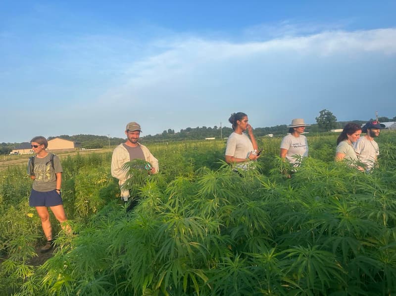 Students in field learning about sustainable hemp production