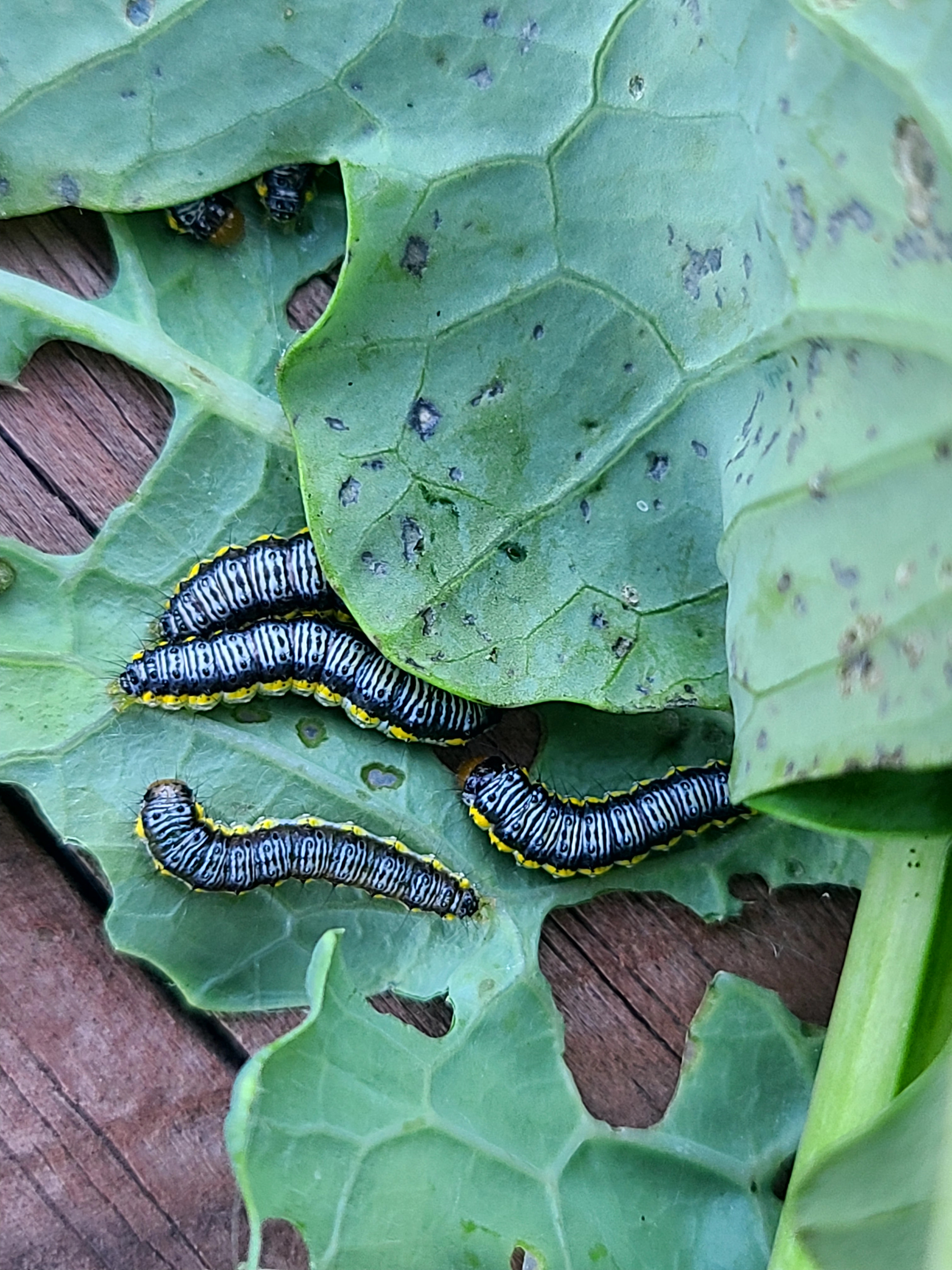 Cross-striped cabbageworm larvae