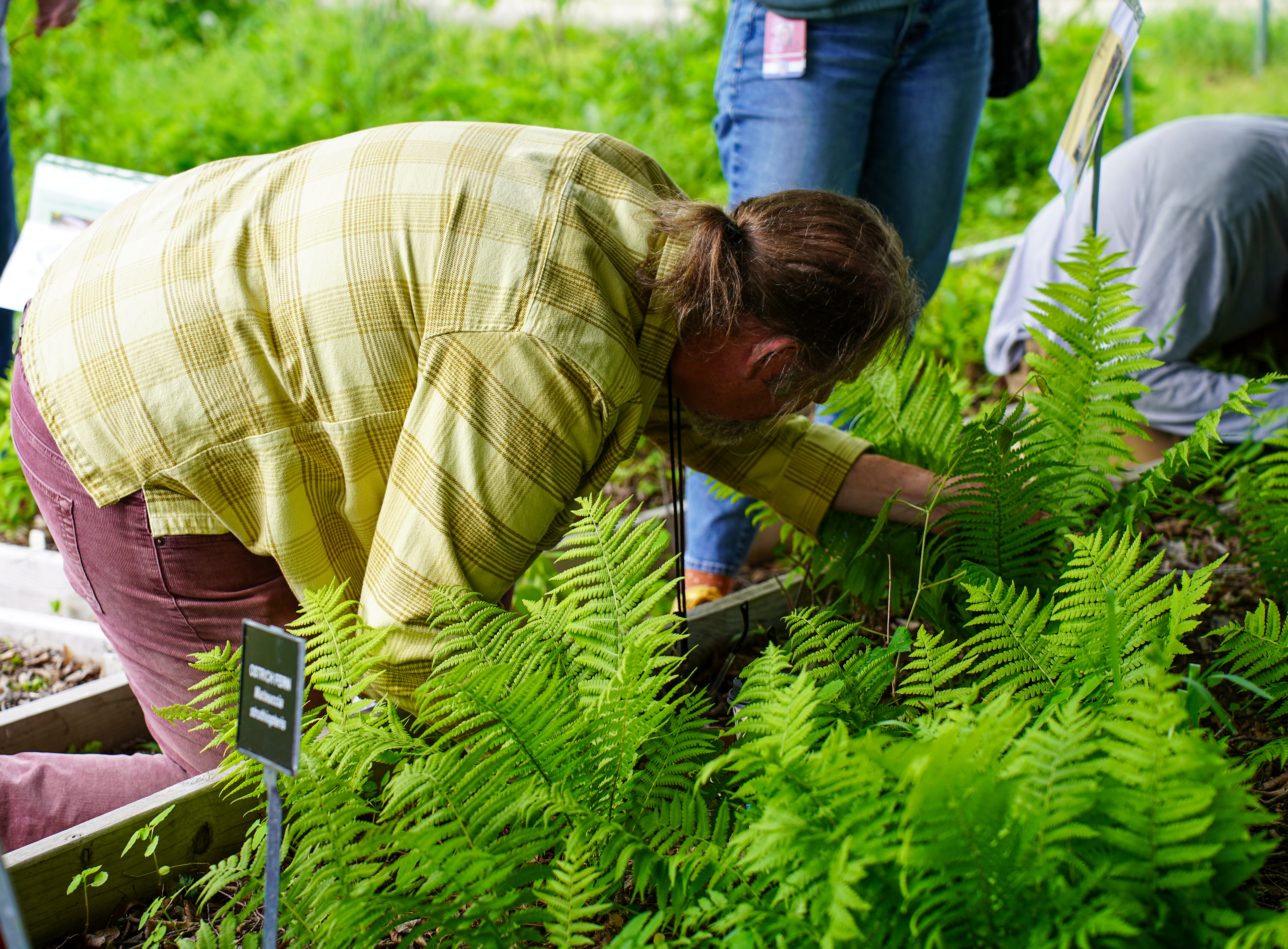 A man on his knees closely inspects a fern growing in a garden bed. 