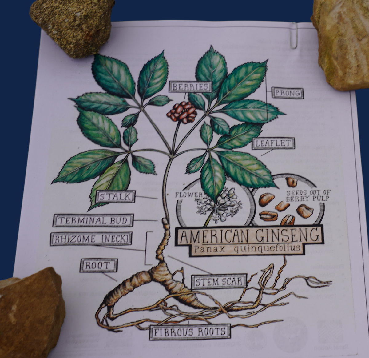 A botanical diagram of American ginseng (Panax quinquefolius) highlights the plant’s key parts, including its berries, leaflets, root structure, and seed development
