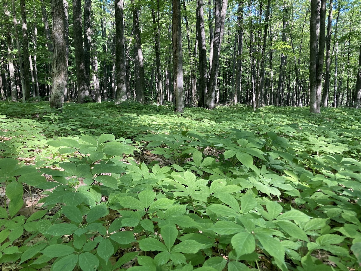 Ginseng growing in a shaded forest setting, showing the potential of forest farming for cultivating high-value crops in natural woodland environments.