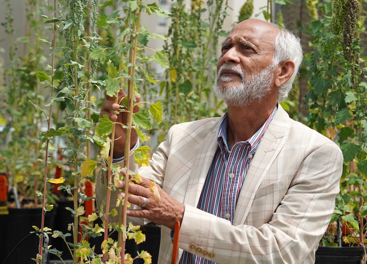 Dr. Safiullah Pathan stands among quinoa plants inside one of Lincoln University’s advanced research facilities, where he studies their nutritional value and growth potential. 