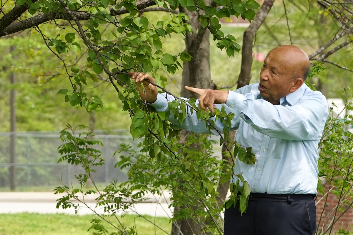 Dr. Giuma Abusrewil demonstrates proper pruning techniques at Lincoln University’s campus. 