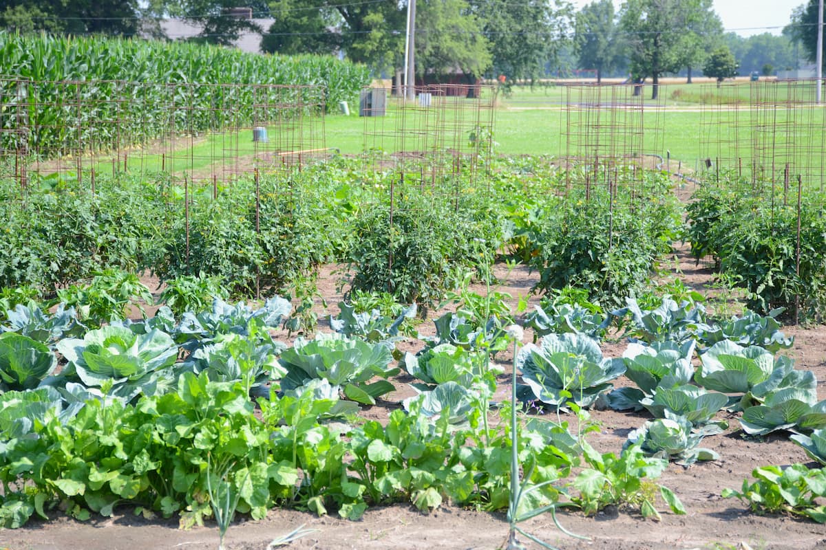 Rows of vegetables grow in the Charleston Garden, a Lincoln University-owned site supporting food access and outreach in Southeast Missouri.