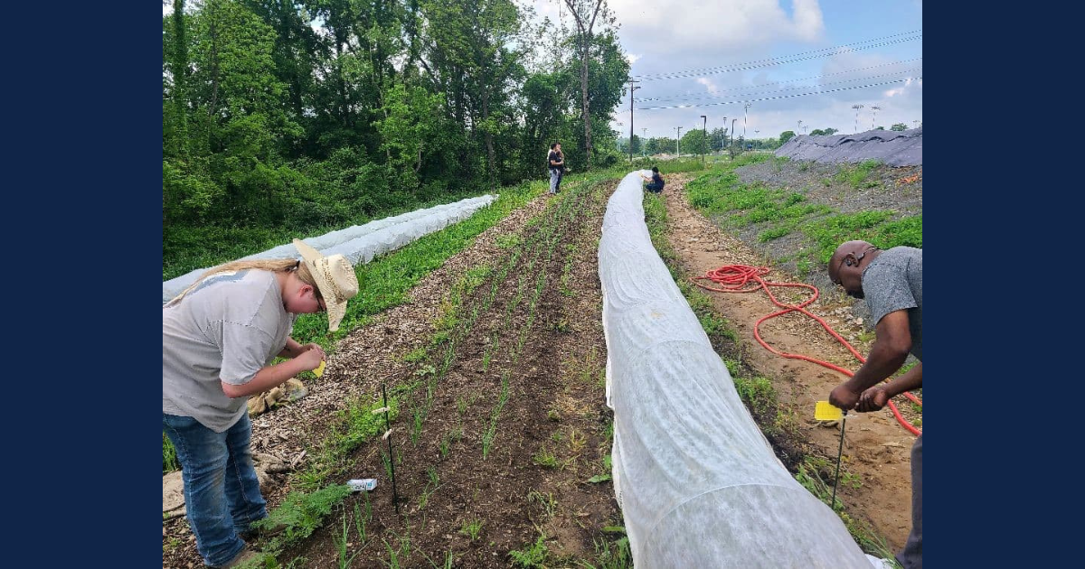 Students and farmers crouch along garden beds to install sticky traps near vegetable rows at South Side Farms.