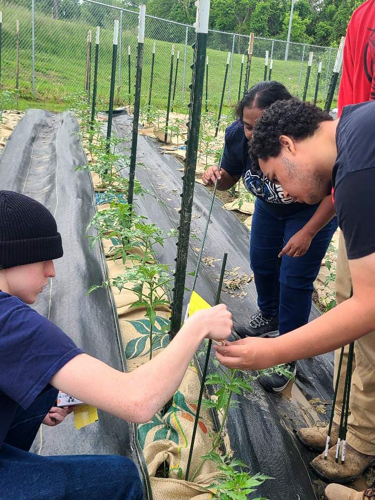 Student teams work alongside Dr. Chitturi to place yellow sticky traps between vegetable rows at South Side Farms.
