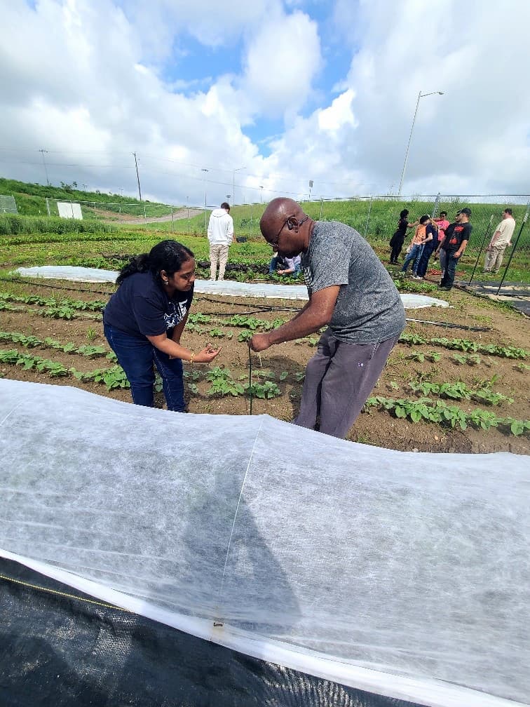 Dr. Chitturi and a farmer install a yellow sticky trap together near rows of young vegetable plants.