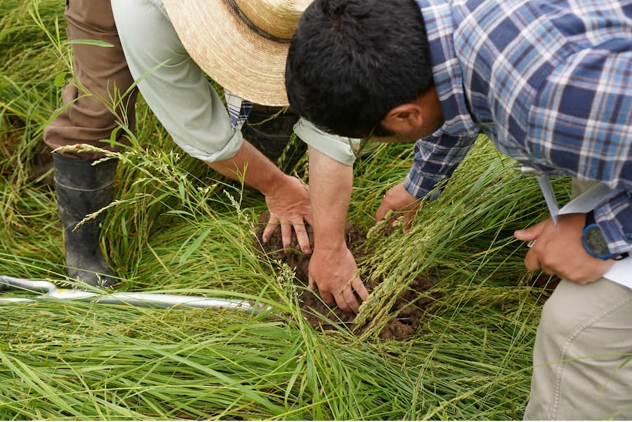 Two people crouch in a field and hand-dig into soil.