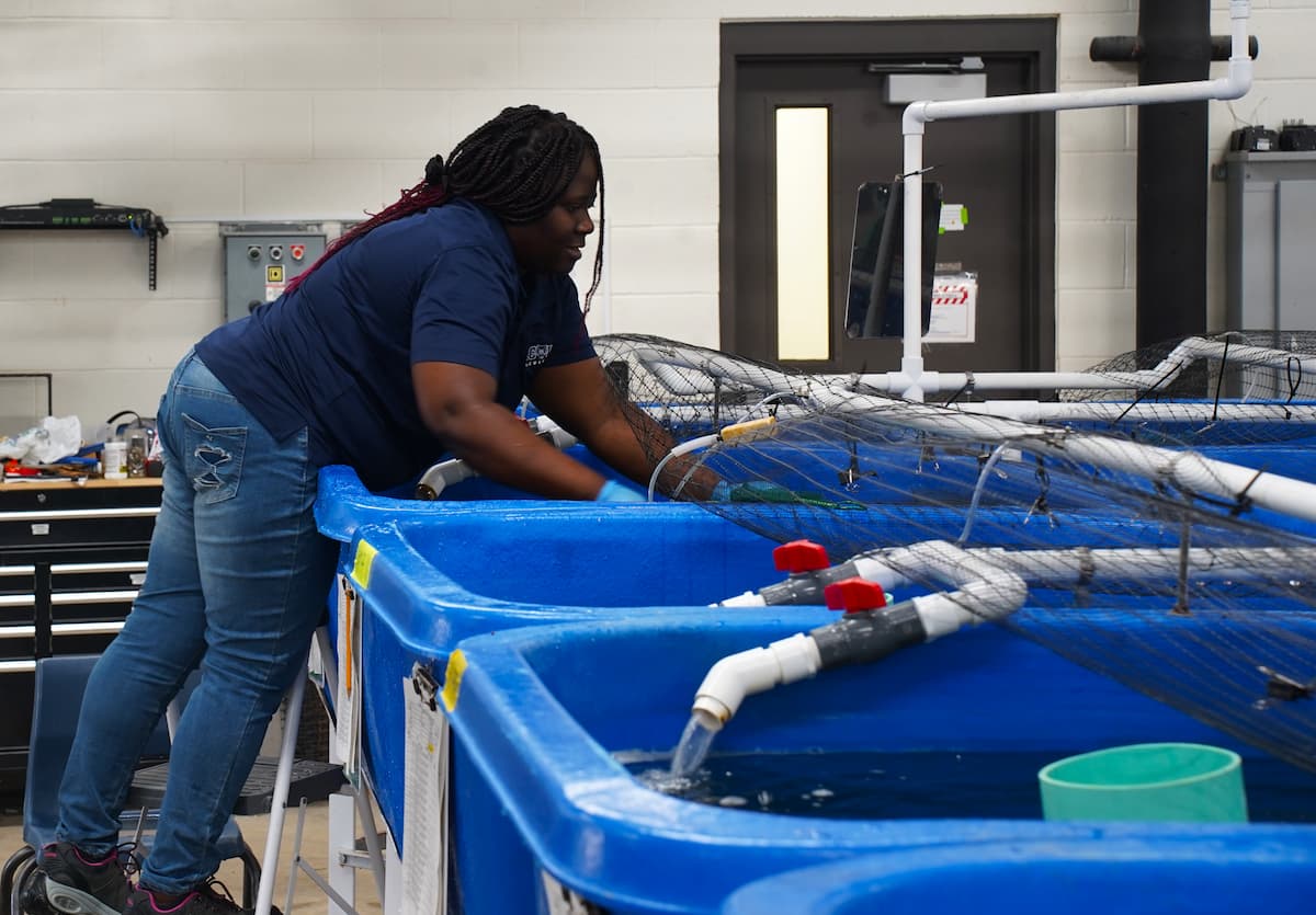 A woman leans over a large tub filled with water and fish.