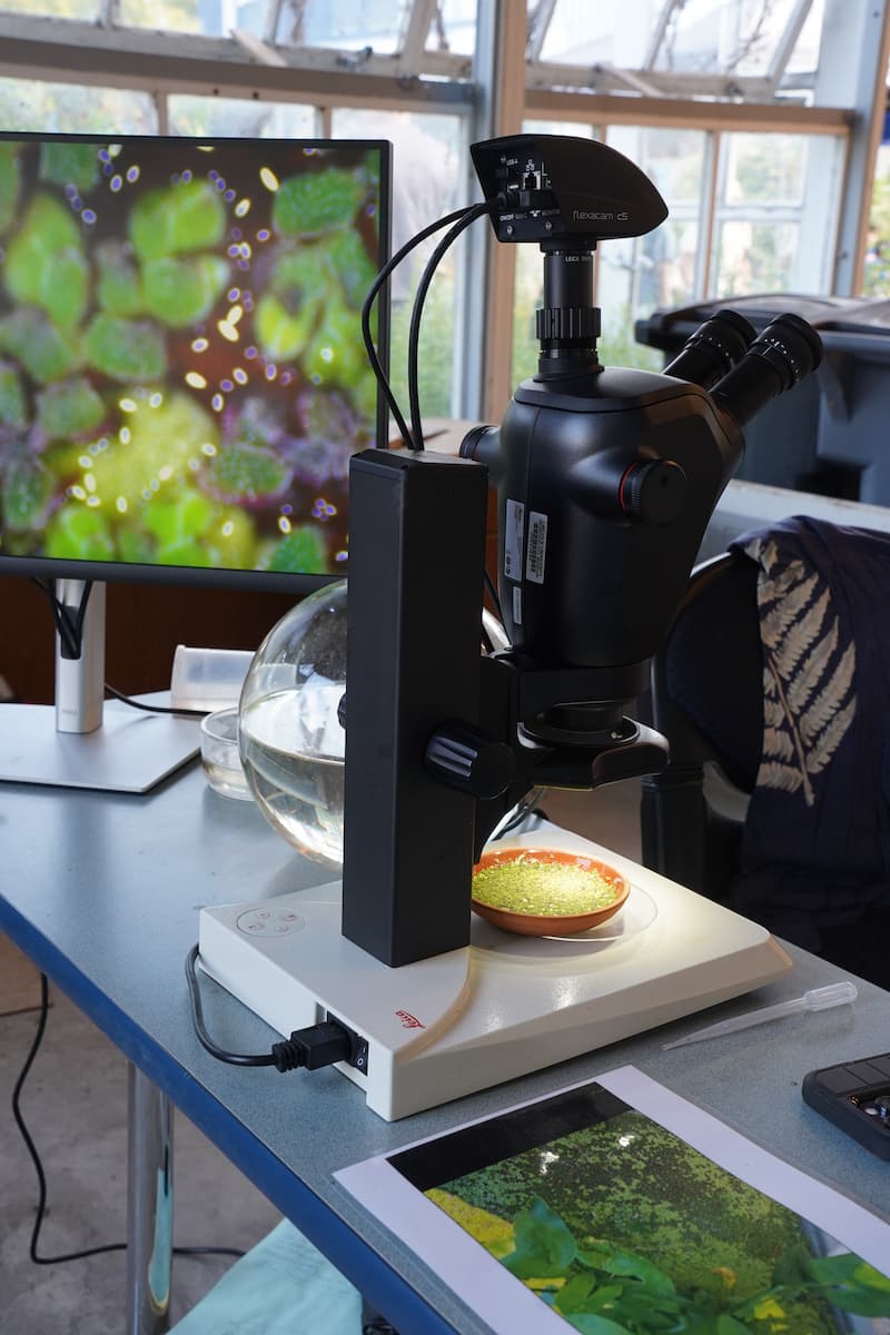 A digital microscope display featured aquatic mosquito ferns (Azolla caroliniana). 