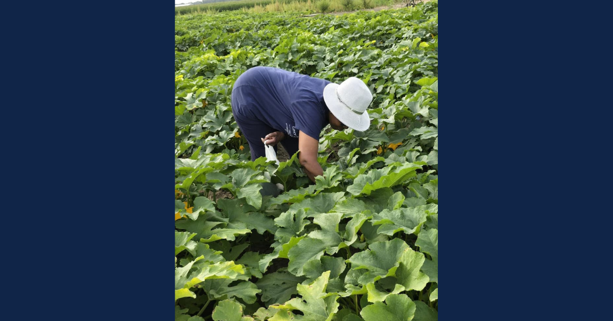Person in a sun hat harvesting crops in a field.