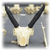 animal-skull-image.gif