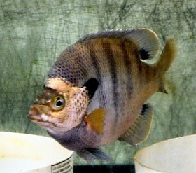 A coppernose male bluegill on nest.