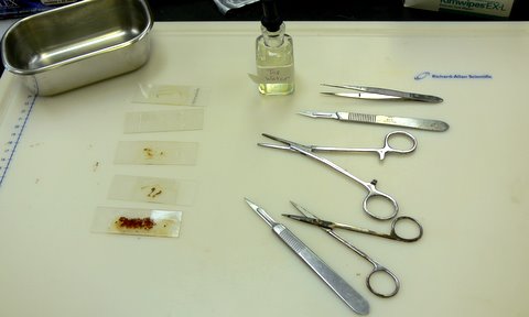 Fish Health Dissection Kit
