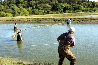 Harvesting fish from pond