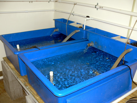 Fish Health Quarantine tanks