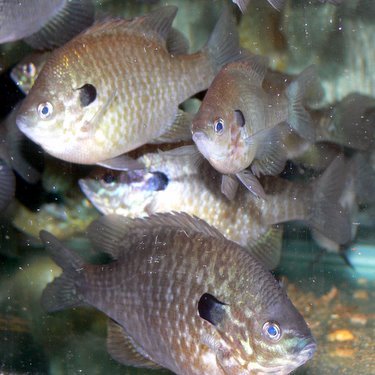 Triploid Sunfish