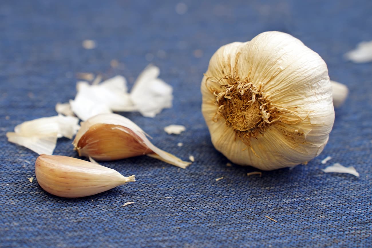 Cover image for Garlic Production in Missouri