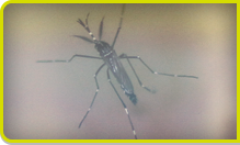 mosquito-image.png
