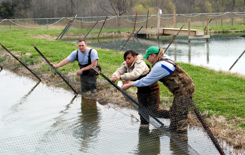 Netting