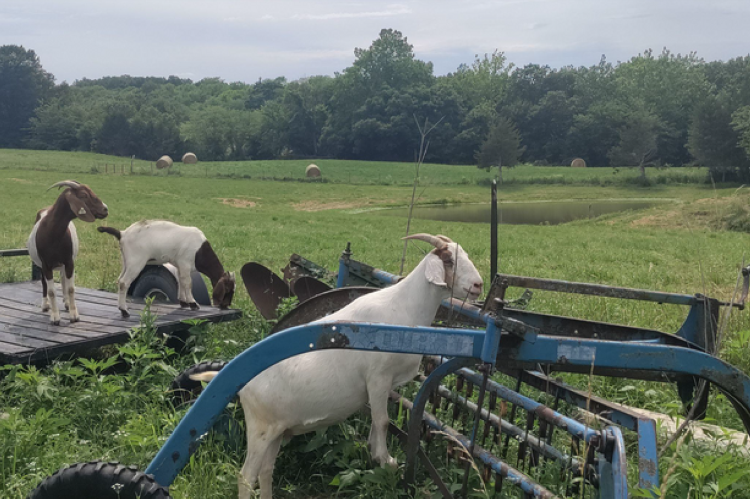 goats in a pasture