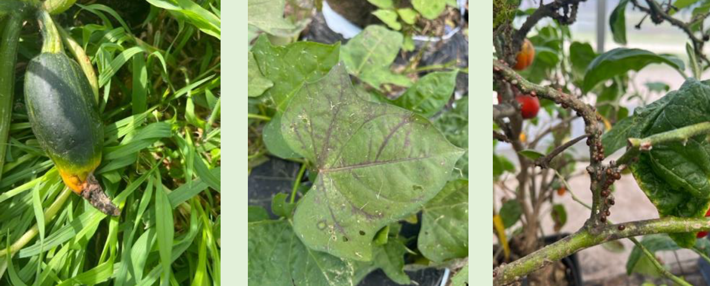 Photos of various vegetable diseases