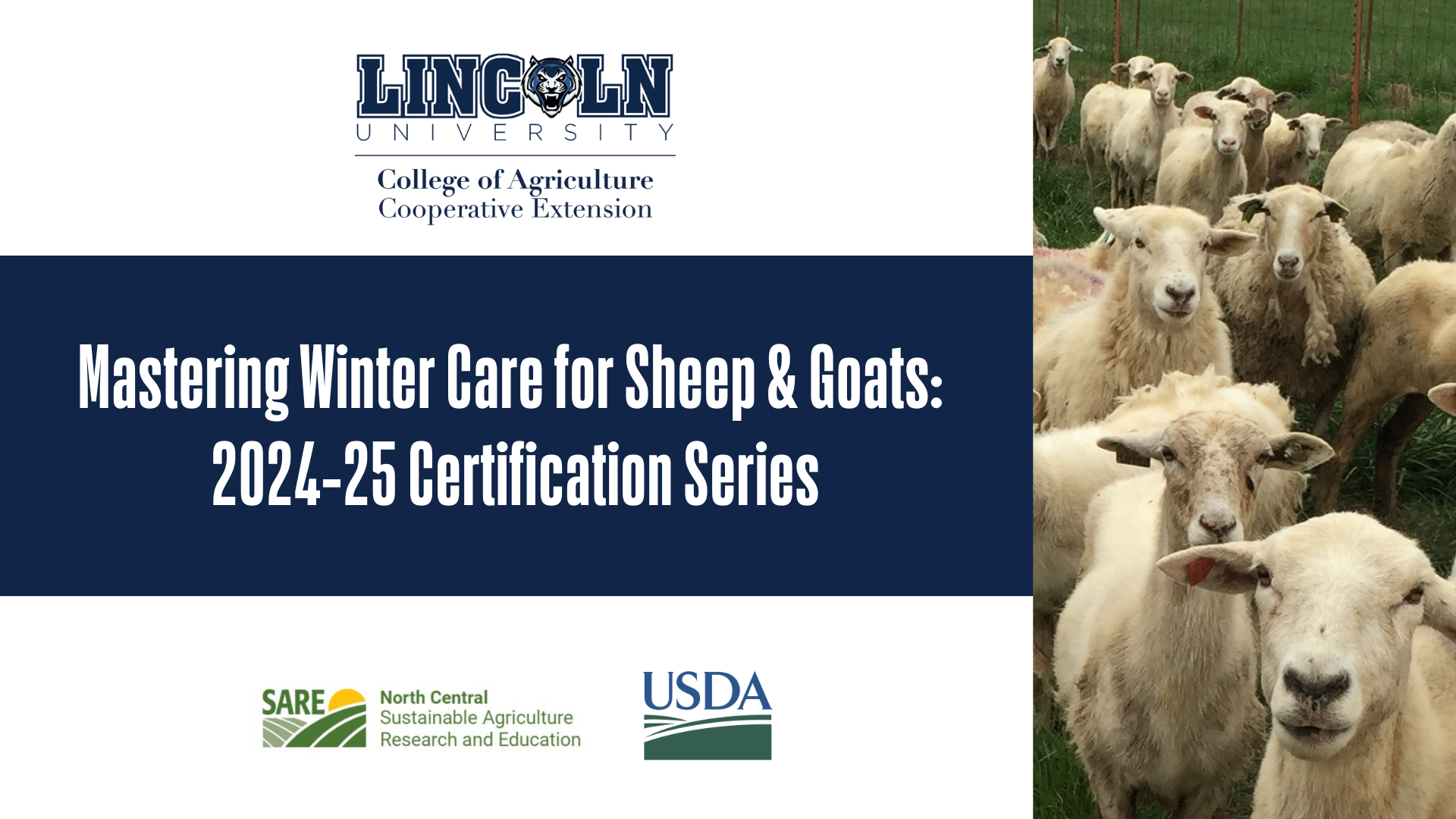Graphic promoting a certification series titled 'Mastering Winter Care for Sheep & Goats: 2024-25 Certification Series,' presented by Lincoln University College of Agriculture Cooperative Extension. The image features a group of sheep in a green field and logos for North Central SARE (Sustainable Agriculture Research and Education) and USDA.