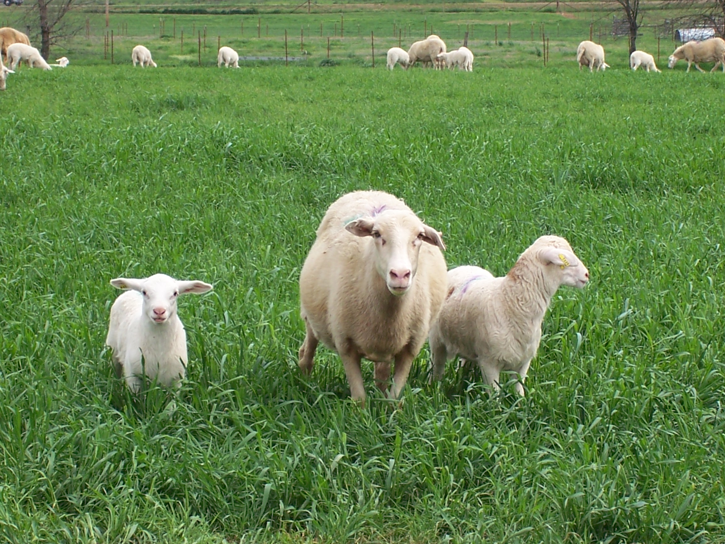 The image shows a grassy field with three sheep in the foreground: one adult sheep in the center flanked by two smaller sheep, likely lambs. The sheep are standing and facing the camera, with the lush green grass covering the ground. In the background, more sheep can be seen grazing in the field, along with a fenced area and scattered trees.