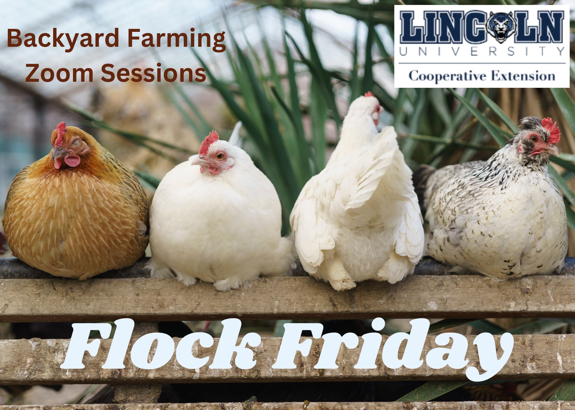 Ad for Lincoln University's 'Flock Friday' Zoom sessions on backyard farming, showing four chickens on a wooden ledge