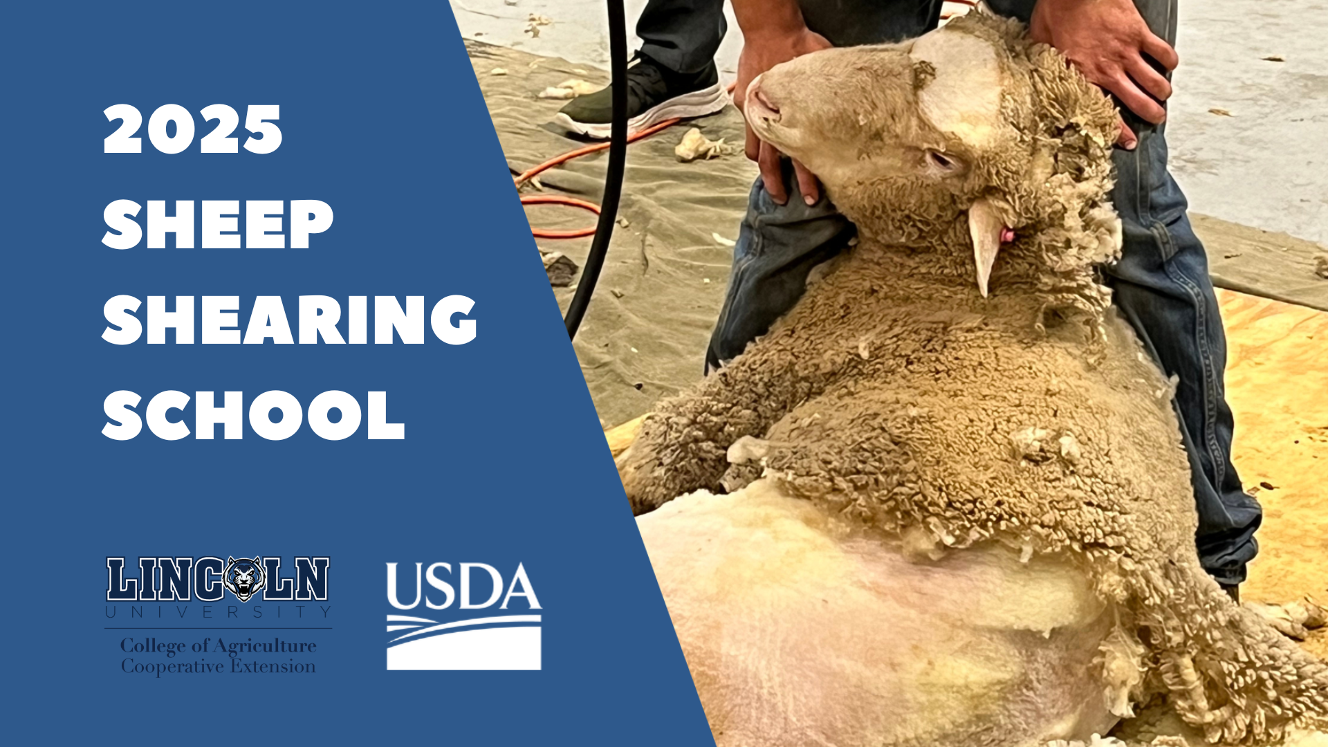 2025 Sheep Shearing School graphic on blue background with photo of sheep being sheared, plus LU College of Ag - Cooperative Extension and USDA logos