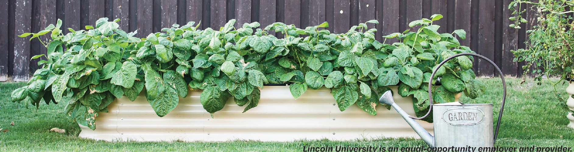 Photo of metal raised garden bed full of green plants and watering can surrounded by green grass.
