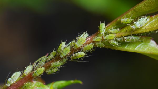 Close-up image of a plant stem infested with numerous small green aphids clustered along the stem and emerging leaves, indicating a pest problem.