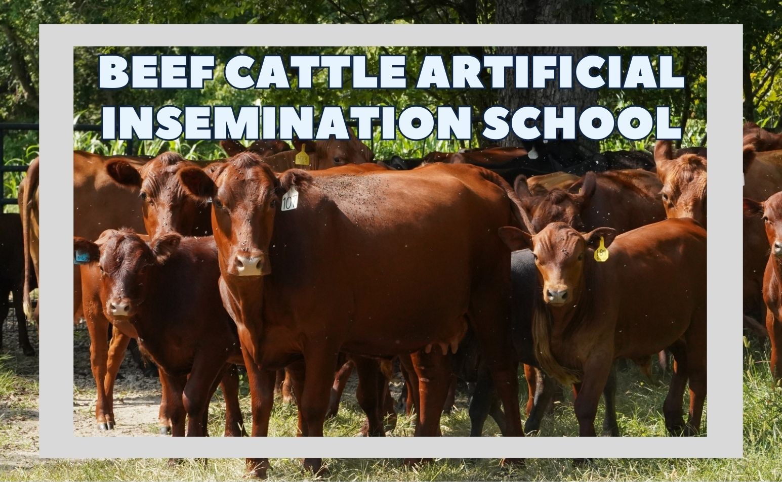 Beef Cattle Artificial Insemination School graphic with photo of brown cows