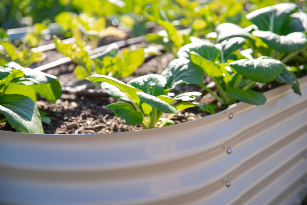 Close-up of leafy green vegetables growing in a raised metal garden bed under bright sunlight.