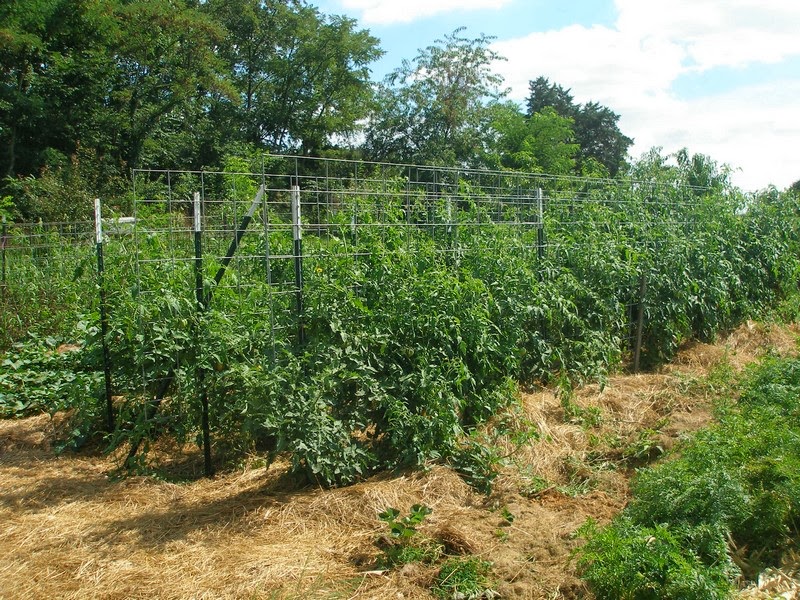 Photo of tomato plants trellised using the Florida Weave method