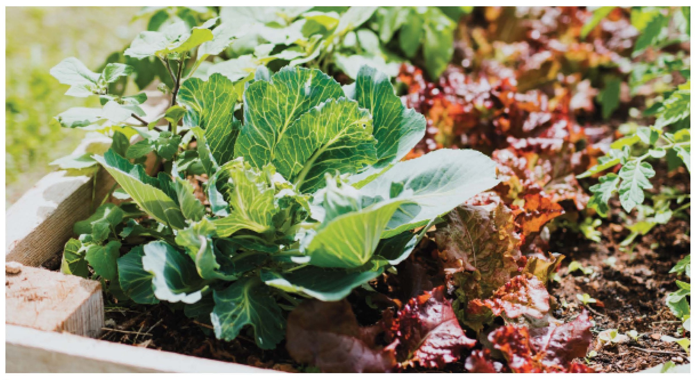 Vegetable plants growing in raised planter bed.