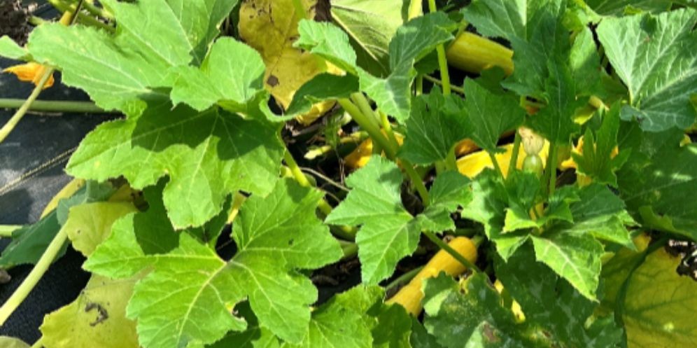 Photo of plant leaves