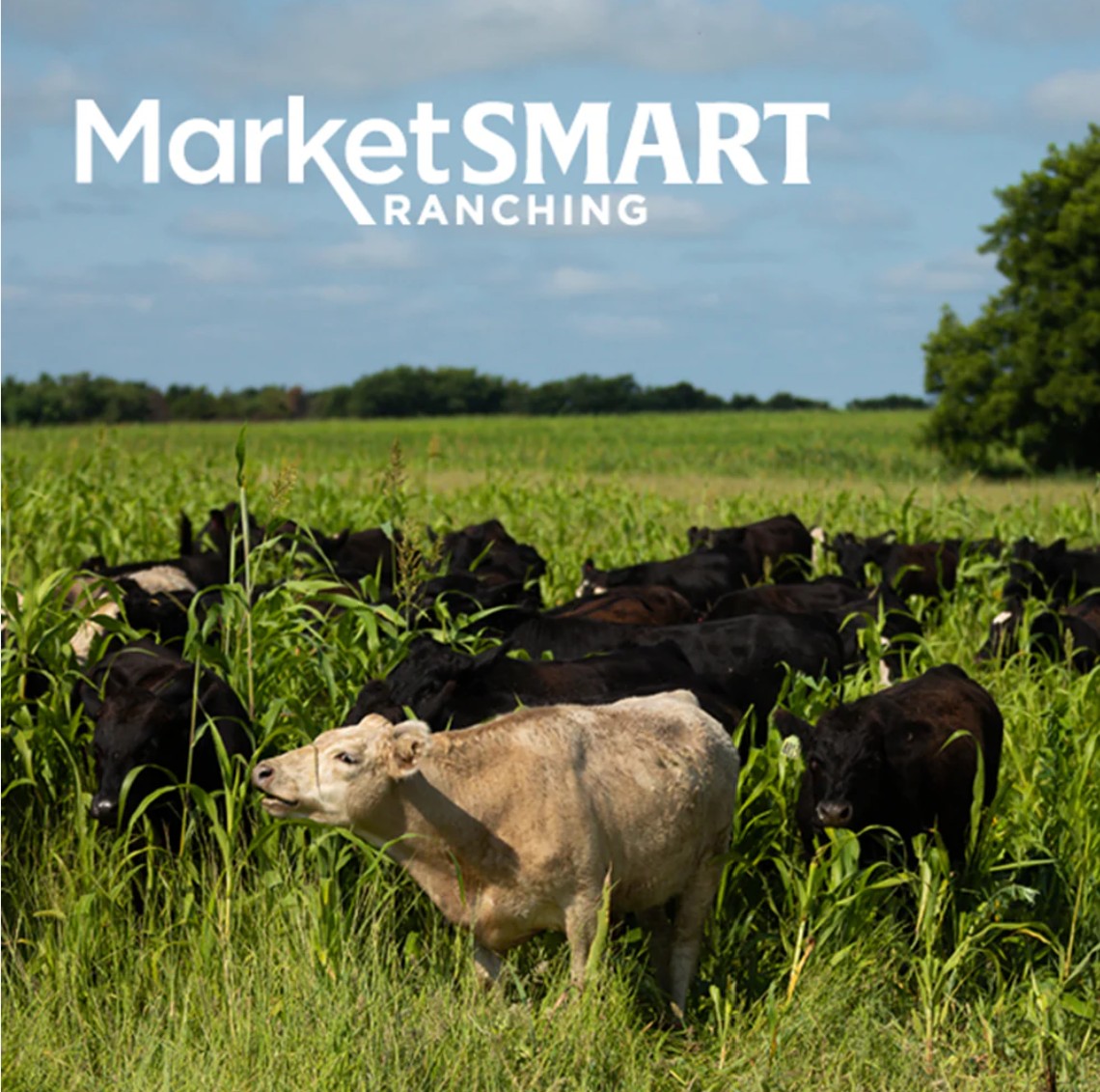 "MarketSMART Ranching" graphic with photo of cattle grazing in a field near trees
