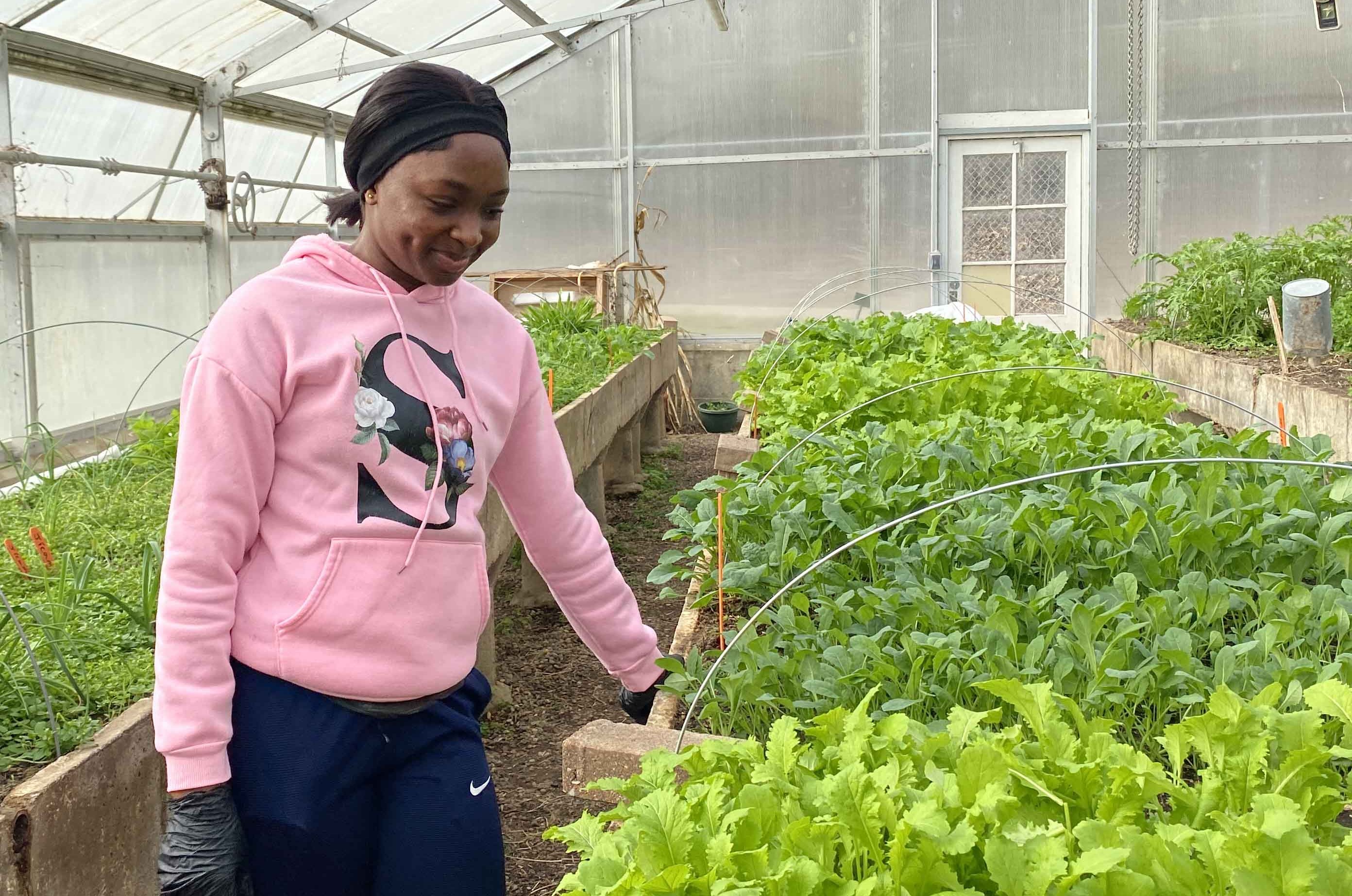 Photo: A woman in a pink sweatshirt tends rows of leafy green vegetables growing inside a greenhouse.