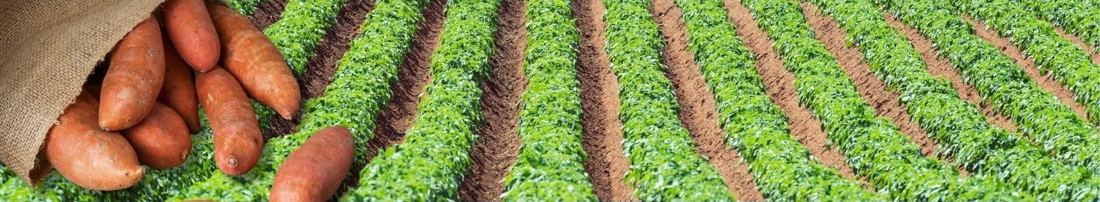 Photos of sweetpotatoes in burlap bag and crop rows of sweetpotato plants
