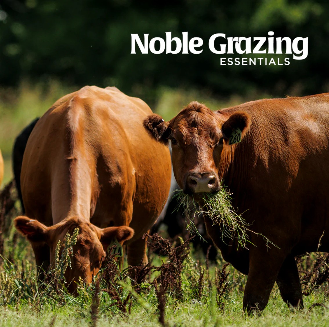 Noble Grazing Essentials graphic with photo of brown cows grazing in a field