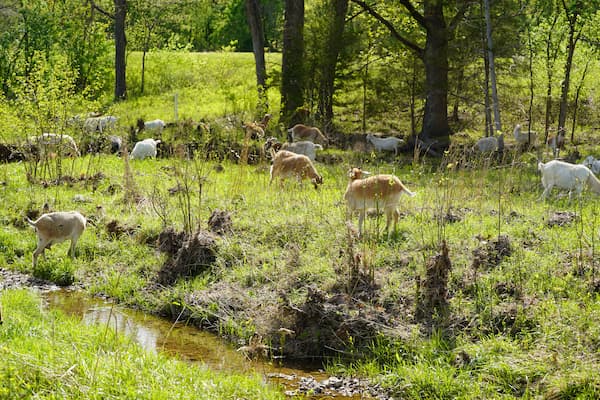 Goats graze in a lush, wooded pasture near a small stream on a sunny day.