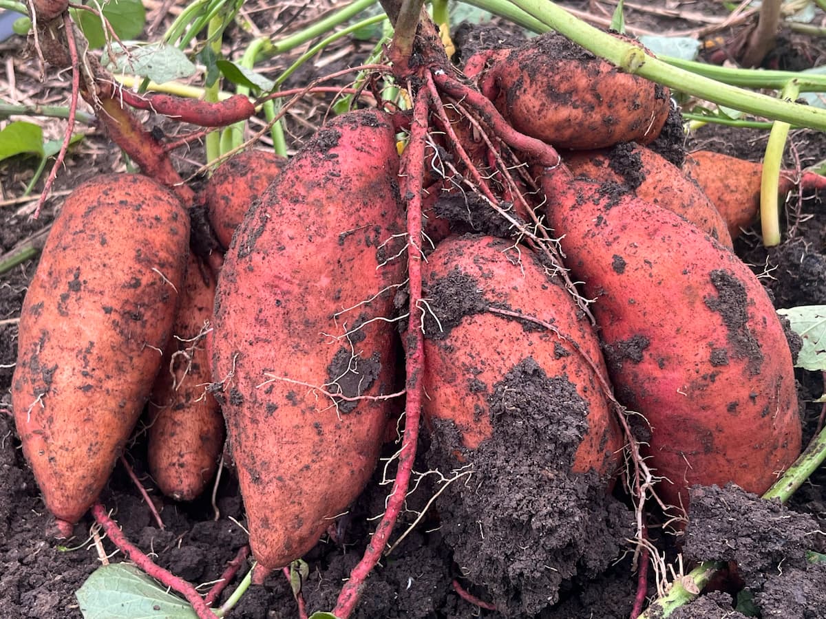 Four sweet potatoes on the ground covered in dirt.