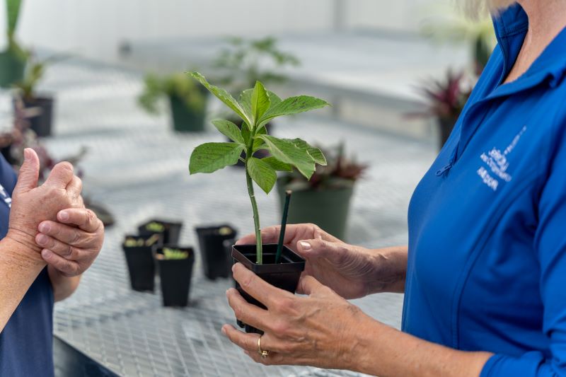 This African Milk Bush plant is part of the Lincoln University collection used by the Agriculture Plant Science classes to teach students about various plant species.