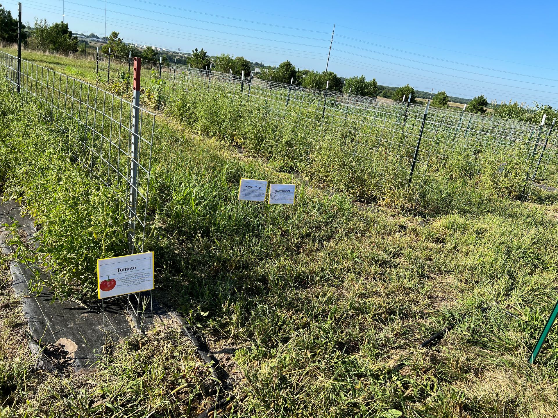 Cucumber: A Brief History // Missouri Environment and Garden News Article  // Integrated Pest Management, University of Missouri