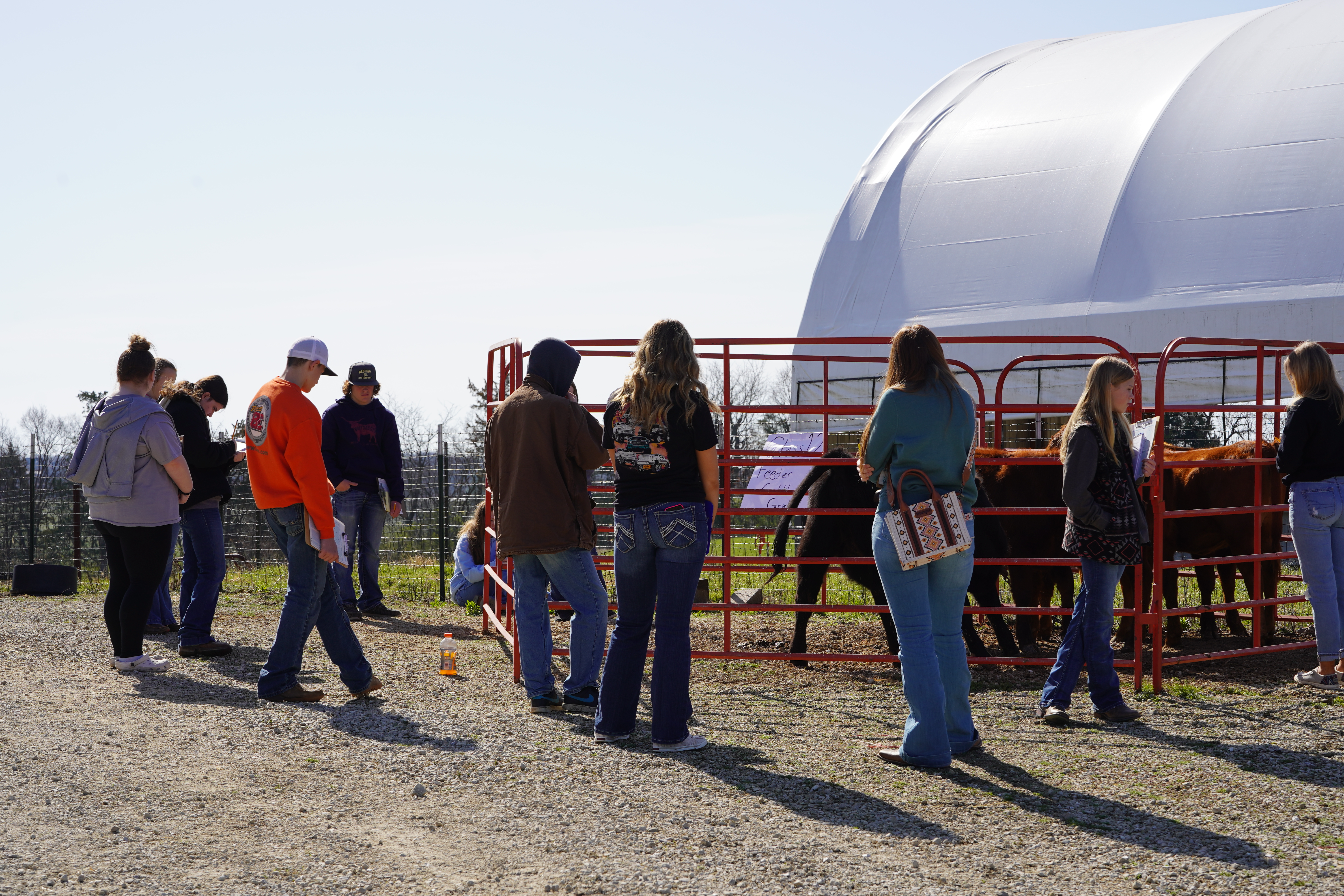 Students assess sheep, goats, pigs and cows at various stations during livestock evaluations.