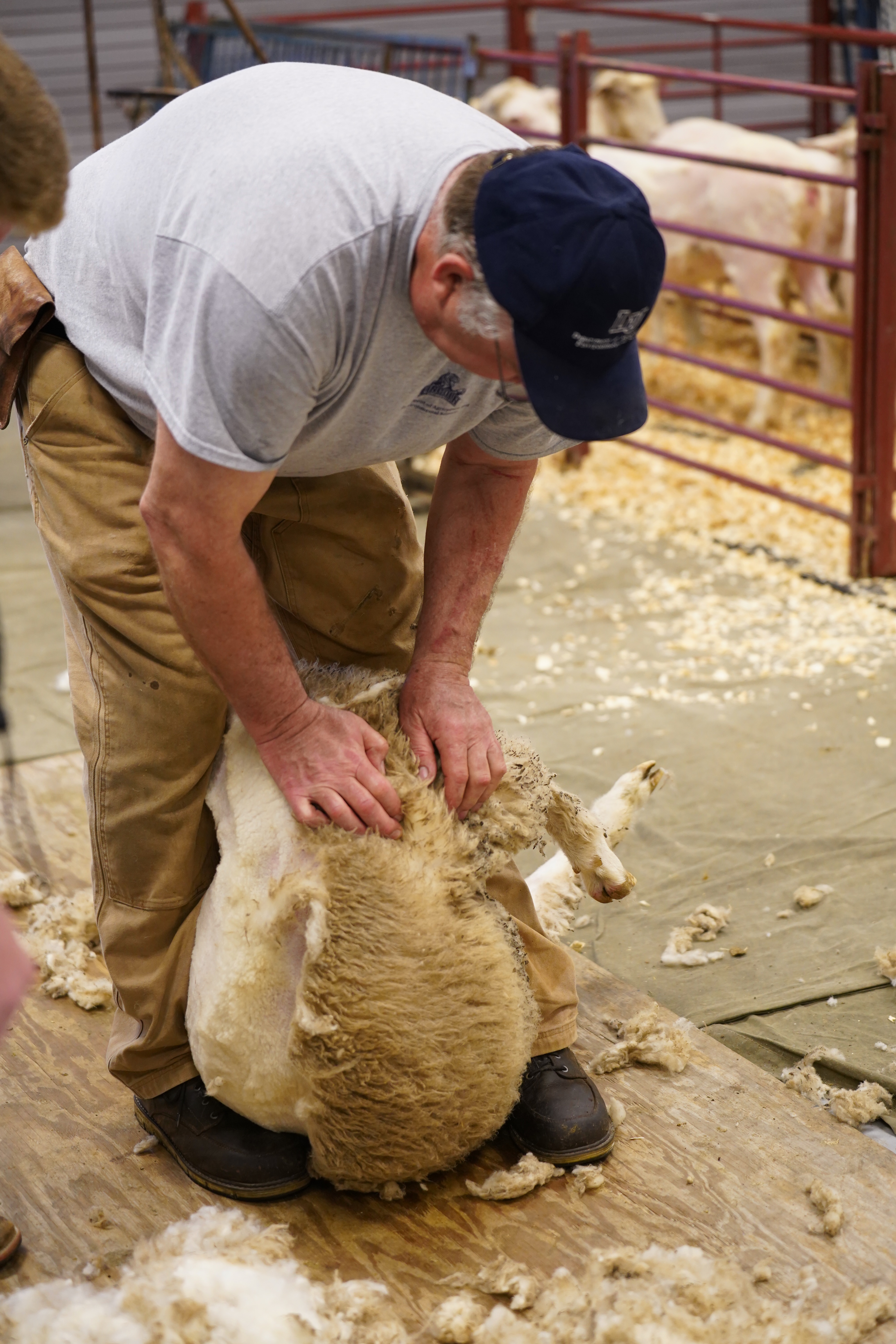 sheep-shearing-school-1.jpeg